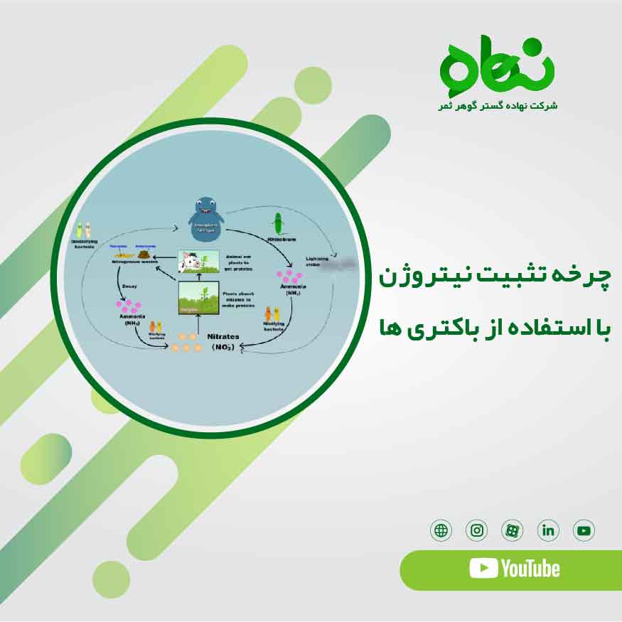 چرخه تثبیت نیتروژن